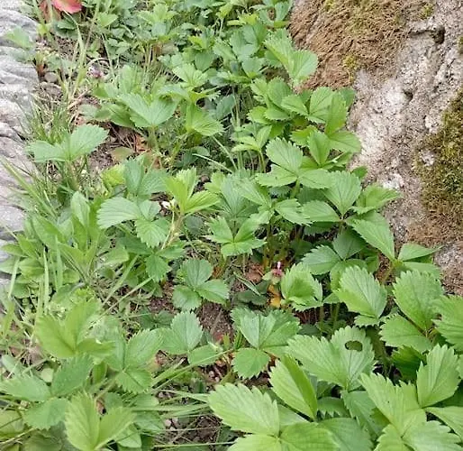 Chez Isa Apartment *